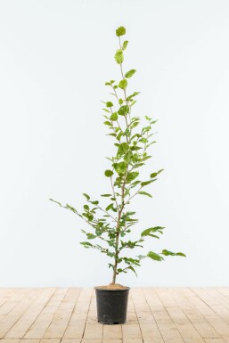 Almindelig bøg Fagus sylvatica hæk 100-125 potte Fagus sylvatica 100-125 cm