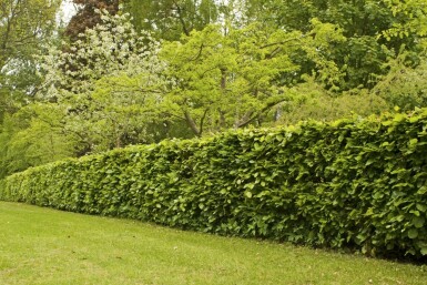 Fagus sylvatica 100-125 cm