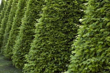 Fagus sylvatica 100-125 cm