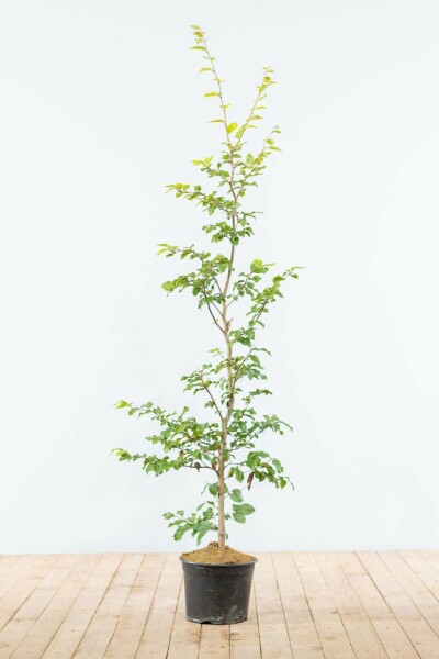 Fagus sylvatica 125-150 cm