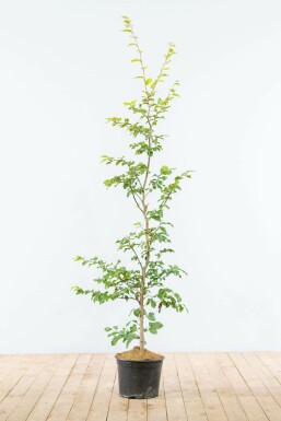 Fagus sylvatica 125-150 cm