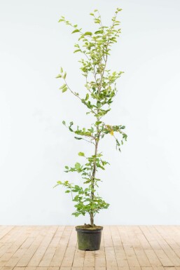 Fagus sylvatica 150-175 cm