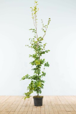 Almindelig bøg Fagus sylvatica hæk 175-200 potte Fagus sylvatica 175-200 cm