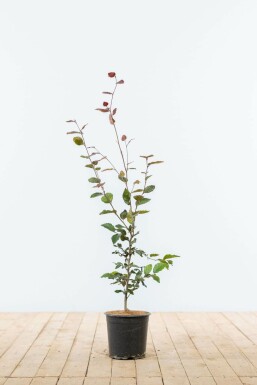 Almindelig bøg Fagus sylvatica 'Atropunicea' hæk 60-80 potte Fagus sylvatica 'Atropunicea' 60-80 cm