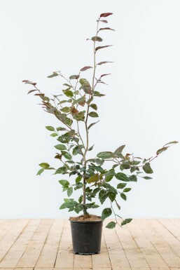 Almindelig bøg Fagus sylvatica 'Atropunicea' hæk 80-100 potte Fagus sylvatica 'Atropunicea' 80-100 cm