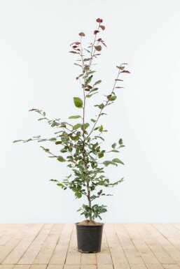 Almindelig bøg Fagus sylvatica 'Atropunicea' hæk 100-125 potte Fagus sylvatica 'Atropunicea' 100-125 cm