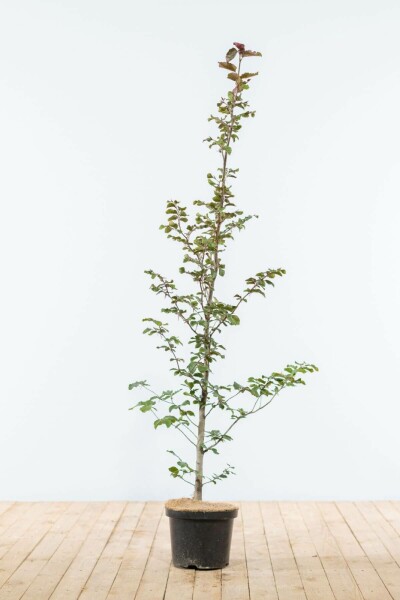 Fagus sylvatica 'Atropunicea' 125-150 cm