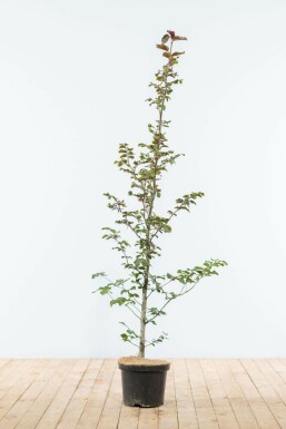 Fagus sylvatica 'Atropunicea' 125-150 cm
