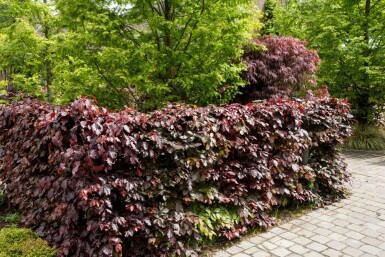 Almindelig bøg Fagus sylvatica 'Atropunicea' hæk 125-150 potte