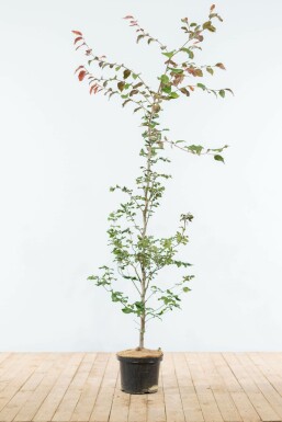 Almindelig bøg Fagus sylvatica 'Atropunicea' hæk 150-175 potte Fagus sylvatica 'Atropunicea' 150-175 cm