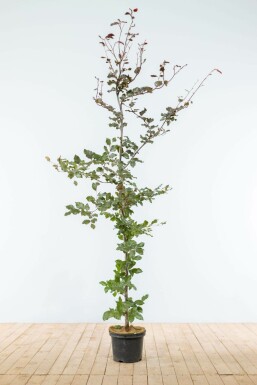 Fagus sylvatica 'Atropunicea' 175-200 cm
