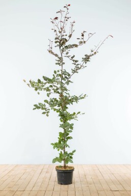 Almindelig bøg Fagus sylvatica 'Atropunicea' hæk 175-200 potte