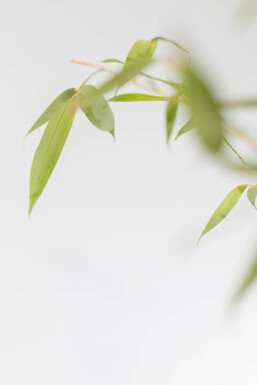 Phyllostachys aurea 200-225 cm - Potte