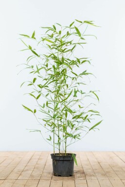 Gylden bambus Phyllostachys aurea hæk 60-80 potte Phyllostachys aurea 60-80 cm