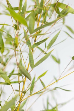 Gylden bambus Phyllostachys aurea hæk 60-80 potte