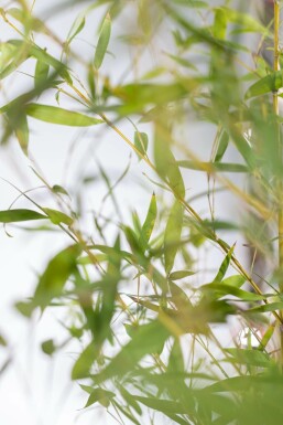 Phyllostachys aurea 60-80 cm