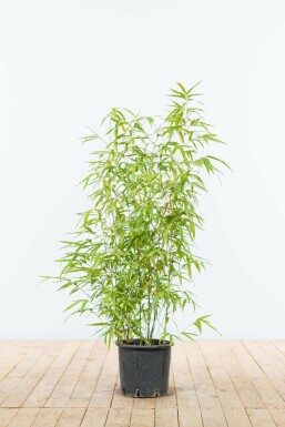 Phyllostachys aurea 80-100 cm