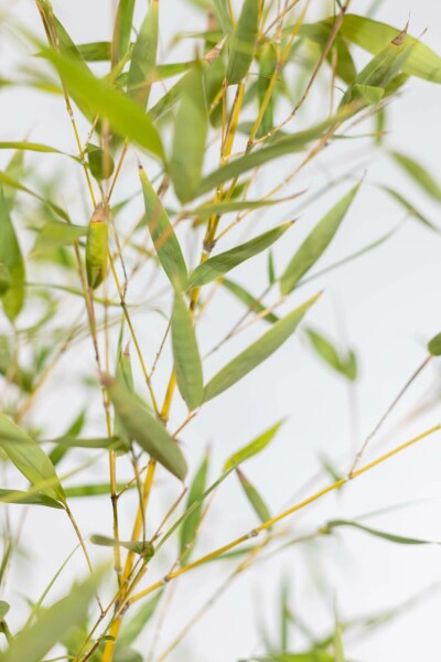 Phyllostachys aurea 80-100 cm