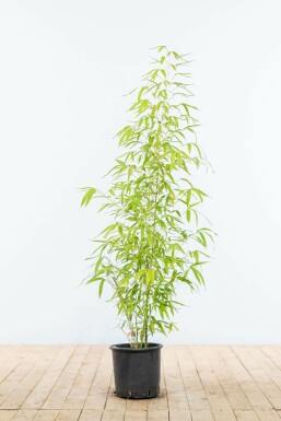 Gylden bambus Phyllostachys aurea hæk 100-125 potte
