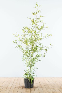 Phyllostachys aurea 125-150 cm
