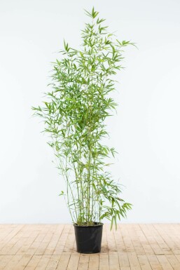 Gylden bambus Phyllostachys aurea hæk 150-175 potte