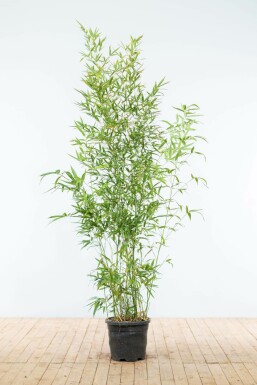 Gylden bambus Phyllostachys aurea hæk 175-200 potte