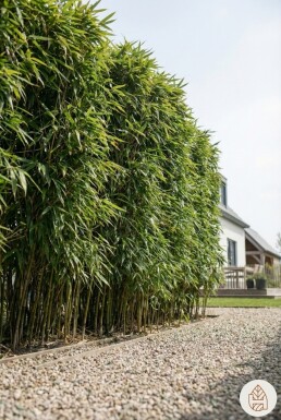 Phyllostachys bissetii 200-225 cm - Potte