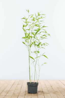 Bambus glansbladet Phyllostachys bissetii hæk 60-80 potte