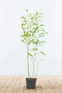Bambus glansbladet Phyllostachys bissetii hæk 60-80 potte Phyllostachys bissetii 60-80 cm
