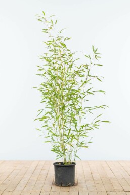 Phyllostachys bissetii 80-100 cm