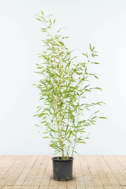 Bambus glansbladet Phyllostachys bissetii hæk 80-100 potte