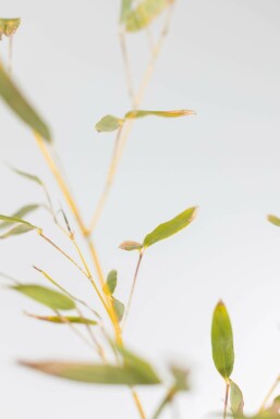 Phyllostachys bissetii 80-100 cm
