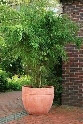 Phyllostachys bissetii 80-100 cm