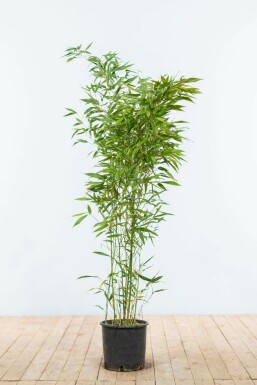 Bambus glansbladet Phyllostachys bissetii hæk 100-125 potte