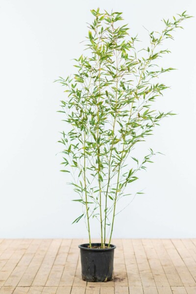Phyllostachys bissetii 125-150 cm - Potte