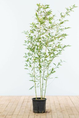 Bambus glansbladet Phyllostachys bissetii hæk 120-140 potte