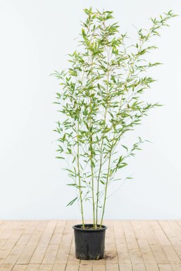 Phyllostachys bissetii 125-150 cm - Potte