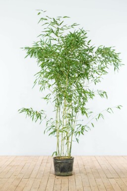 Phyllostachys bissetii 150-175 cm