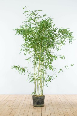 Bambus glansbladet Phyllostachys bissetii hæk 150-175 potte