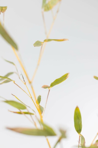 Bambus glansbladet Phyllostachys bissetii hæk 150-175 potte Phyllostachys bissetii 150-175 cm