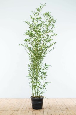 Phyllostachys bissetii 175-200 cm