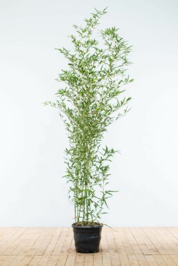 Bambus glansbladet Phyllostachys bissetii hæk 175-200 potte