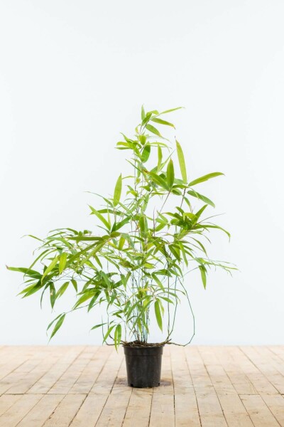 Phyllostachys nigra 60-80 cm