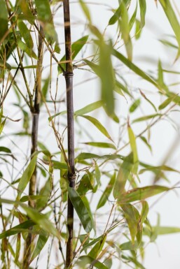 Olivensort bambus Phyllostachys nigra hæk 60-80 potte