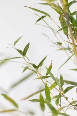 Olivensort bambus Phyllostachys nigra hæk 60-80 potte