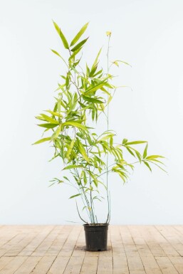 Phyllostachys nigra 80-100 cm
