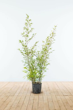 Phyllostachys nigra 100-125 cm