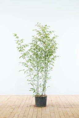 Phyllostachys nigra 125-150 cm