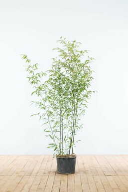 Olivensort bambus Phyllostachys nigra hæk 125-150 potte