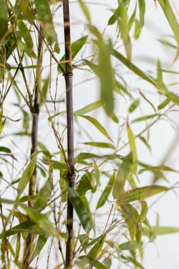 Olivensort bambus Phyllostachys nigra hæk 125-150 potte